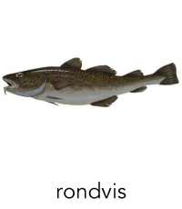 rondvis1