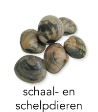 schelpdieren1